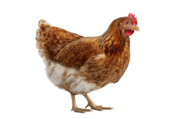 A brown hen with white feathers on its belly stands facing right isolated on a transparent background
