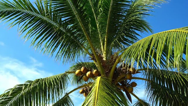 Coconut tree with fresh coconuts against a bright blue sky