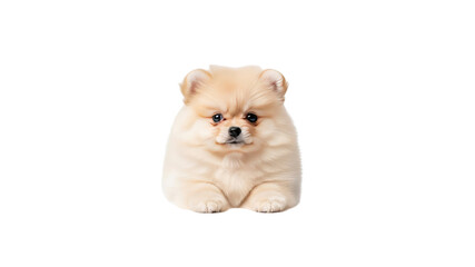 Obraz premium Pomeranian puppy in isolated black background