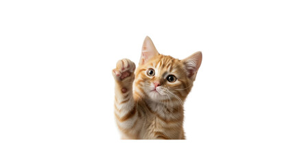Obraz premium Ginger tabby kitten waving paw