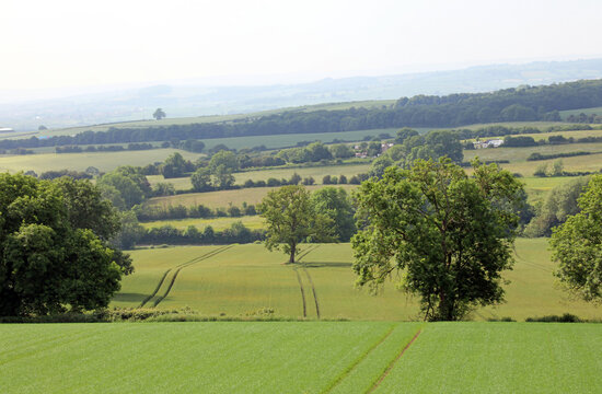 View of fields and trees in summer, Derbyshire England 
