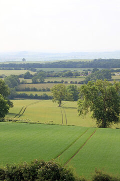 Derbyshire fields in summer green, England 
