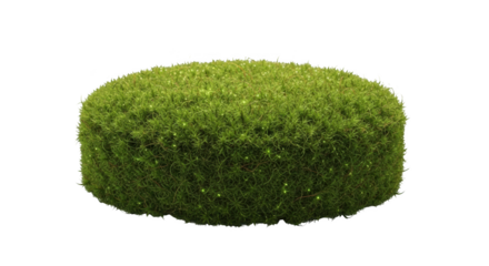 Green moss cylinder with tiny glowing particles on black background nature plant
