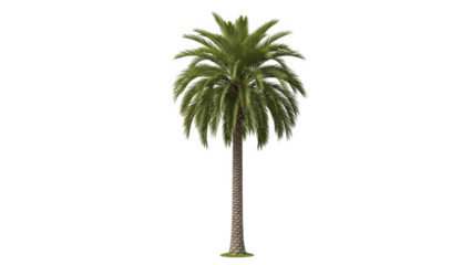 A tall palm tree with green leaves isolated on transparent background