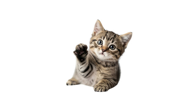 Cute tabby kitten waving hello