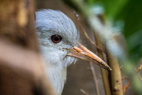 Kagu (Rhynochetos jubatus) - Endemic to the dense mountain forests of New Caledonia