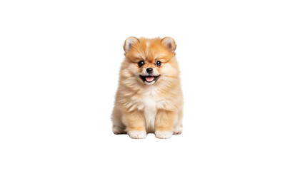 Cute Pomeranian puppy sitting and smiling
