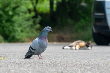 Obraz premium Citta di Castello, Italien