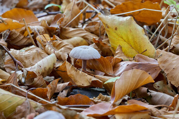 white mushroom among brown and yellow leaves