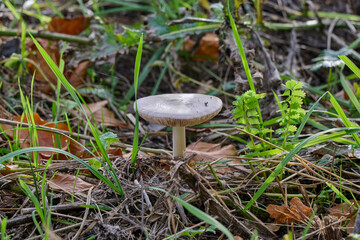silvery white mushroom among grass and dried weeds