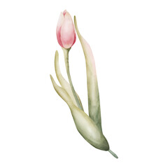 Pink Tulip Spring Bulbs Flower. Watercolor hand drawn floral illustration isolated on white background for Easter Woman's day design textile fresh fabric print card cosmetic package porcelain crockery