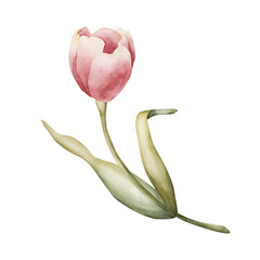 Pink Tulip Spring Bulbs Flower. Watercolor hand drawn floral illustration isolated on white background for Easter Woman's day design textile fresh fabric print card cosmetic package porcelain crockery