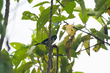 Wing-barred seedeater (Sporophila americana) perched in a tree at a bird lodge outside of Baeza, Ecuador