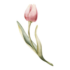 Pink Tulip Spring Bulbs Flower. Watercolor hand drawn floral illustration isolated on white background for Easter Woman's day design textile fresh fabric print card cosmetic package porcelain crockery