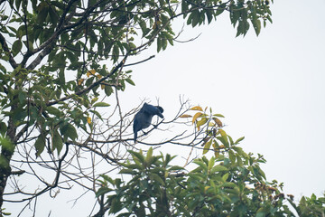 Turquoise jay (Cyanolyca turcosa) perched in a tree, preening, at a bird lodge outside of Baeza, Ecuador