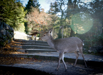 広島、宮島の神聖なる鹿