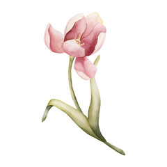 Pink Tulip Spring Bulbs Flower. Watercolor hand drawn floral illustration isolated on white background for Easter Woman's day design textile fresh fabric print card cosmetic package porcelain crockery