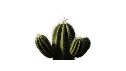 Cactus with Star on Top