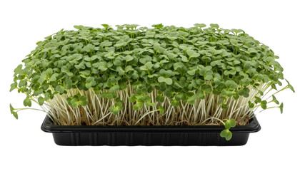 Tray of fresh microgreens with slender white stems and vibrant green leaves. Isolated on transparent background.