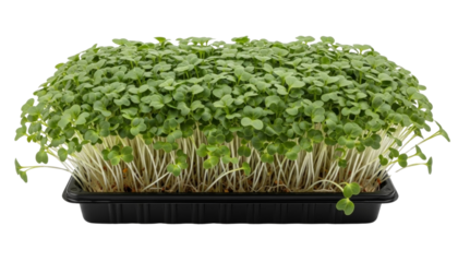 Tray of fresh microgreens with slender white stems and vibrant green leaves. Isolated on transparent background.