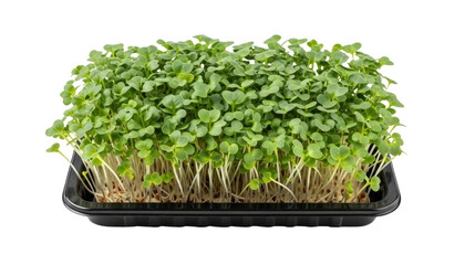 Tray of fresh microgreens with slender white stems and vibrant green leaves. Isolated on transparent background.