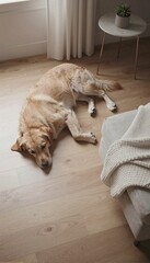 light-colored dog rests comfortably on wooden floor, gazing at camera, beside small table with potted plant, in cozy home setting, . Calm, peaceful, serenity, comfort, rest, . Themes: tranquility