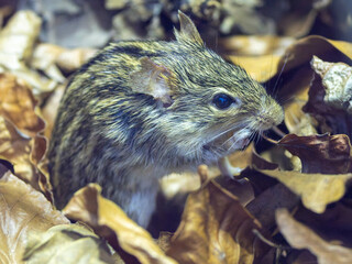 Eine Vielstreifengrasmaus im Laub sitzend in der Seitenansicht