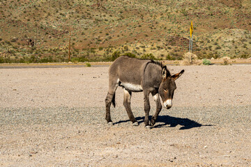 Wild Burro