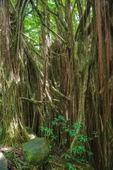 Hawaii Big Island und seine Naturwunder