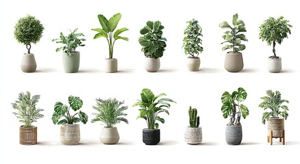 Assortment of potted plants on white. Various sizes, shapes, and textures. Home decor