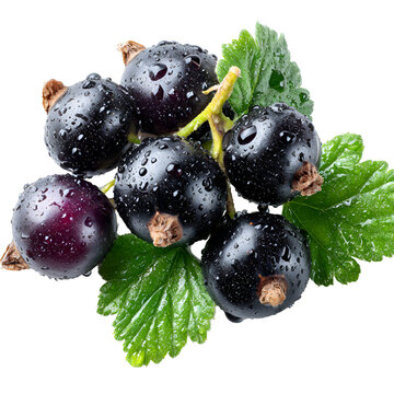 Fresh blackcurrants with dew drops