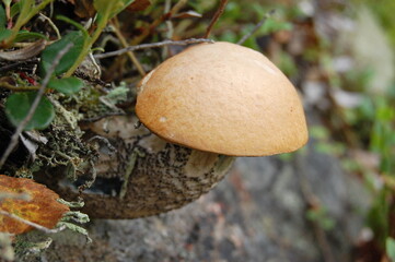 Autumn mushrooms in the tundra surrounded by mosses and lichens.