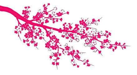 Vibrant Pink Cherry Blossom Branch Isolated on White Background
