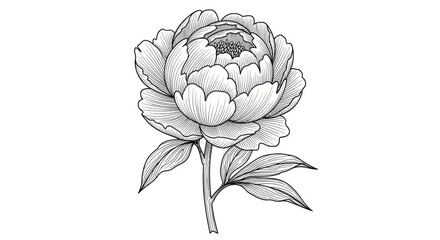 Vintage Peony Flower Illustration - Black and White Botanical Line Art
