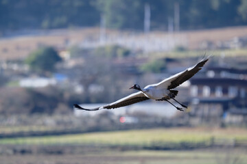 Black-necked Crane Against the Sky in Phobjikha Valley
