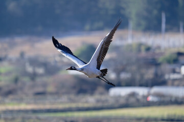 Wild Black-necked Crane Flying Over Valley Landscape
