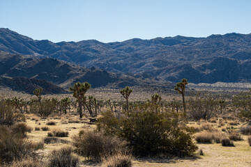 Joshua Tree National Park