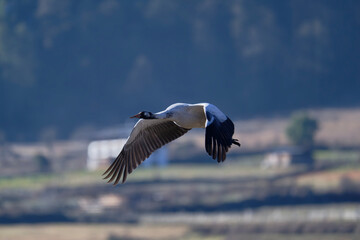 Black-necked Crane Soaring in the Bhutanese Sky
