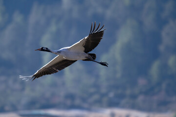 Black-necked Crane Flying in Protected Wetland Area
