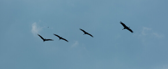 Fototapeta premium Flock of Common Cranes flying in formation against blue sky