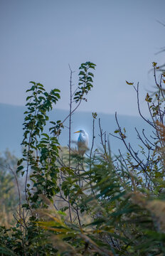 Great Egret perched on tree branch surrounded by foliage