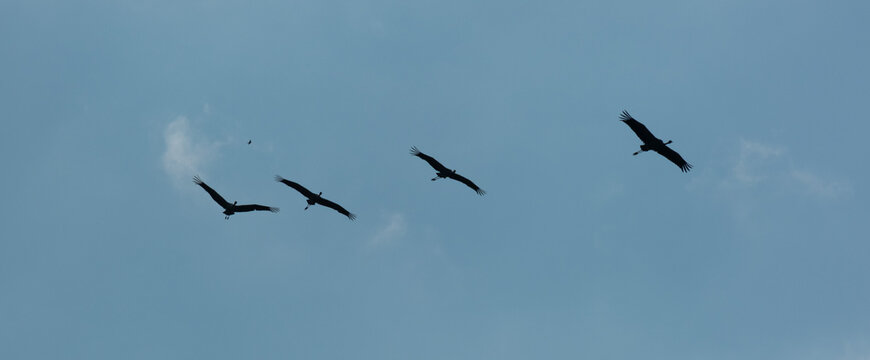 Flock of Common Cranes flying in formation against blue sky