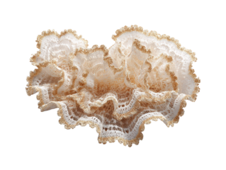 Delicate Beige Lace Textile Close-up