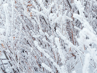 Snow and rime ice on the branches of bushes. Beautiful winter background with twigs covered with hoarfrost. Plants in the park are covered with hoar frost. Cold snowy weather. Cool frosting texture.