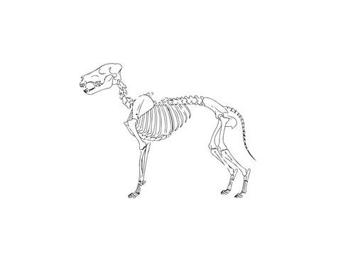 Slim frame dog skeleton white background.