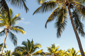 Tall palm trees reach toward a bright blue sky