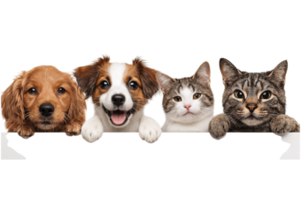 Four adorable puppies and kittens peeking over a white surface with happy expressions isolated on a transparent background