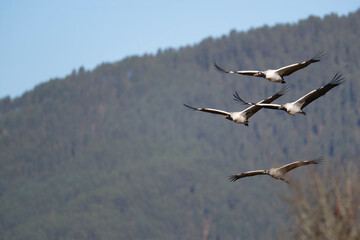 Black-necked Crane Flying Over Phobjikha Valley
