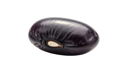 Single black bean with detailed texture and hilum on black background legume seed