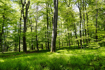 Blick auf eine Waldwiese im Fr&uuml;hling am Hoxberg, Saarland, Deutschland